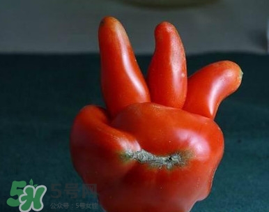 西紅柿怎么吃最有營養(yǎng)？西紅柿怎么做好吃