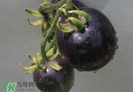 黑番茄能生吃嗎？黑番茄可以生吃嗎