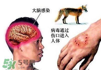 狂犬病是通過什么傳播的？狂犬病傳播途徑有哪些