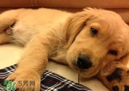 狂犬病會傳染嗎？狂犬病會學(xué)狗叫嗎