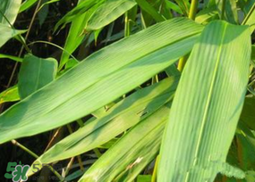 粽葉多少錢(qián)一斤 干粽葉多少錢(qián)一斤