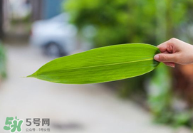 粽葉有幾種？粽葉哪種好？