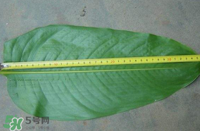 粽子葉要泡多久？粽子葉怎么泡？
