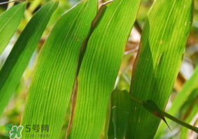 粽子葉要泡多久？粽子葉怎么泡？