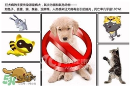 狂犬病是通過什么傳播的？狂犬病傳播途徑有哪些