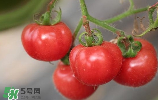 西紅柿能和蝦一起吃嗎？西紅柿可以和蝦一起吃嗎