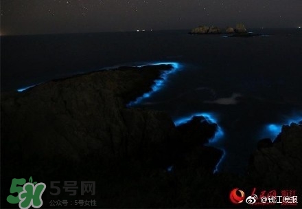 浙江多地驚現(xiàn)藍(lán)眼淚現(xiàn)象 藍(lán)眼淚是什么？