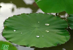 粽葉可以用什么代替？粽子葉可以用什么代替？