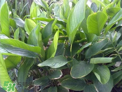 粽子葉能冷凍嗎？粽子葉放冰箱冷藏還是冷凍？
