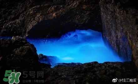 浙江多地驚現(xiàn)藍(lán)眼淚現(xiàn)象 藍(lán)眼淚是什么？