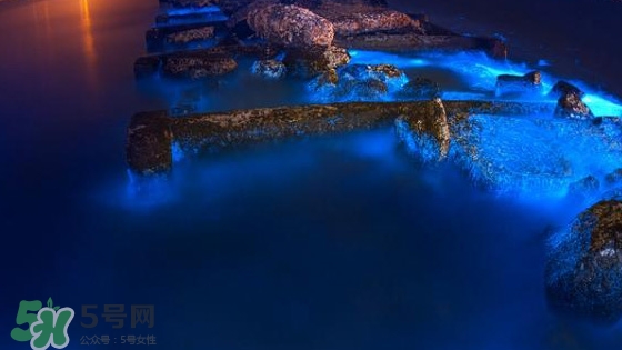浙江多地驚現(xiàn)藍(lán)眼淚現(xiàn)象 藍(lán)眼淚是什么？