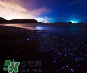 浙江多地驚現(xiàn)藍(lán)眼淚現(xiàn)象 藍(lán)眼淚是什么？