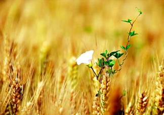 2017年芒種是幾月幾日？芒種是什么意思