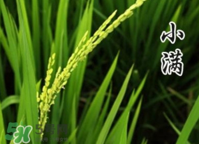 節(jié)氣小滿大滿是什么意思？24節(jié)氣為什么沒有大滿