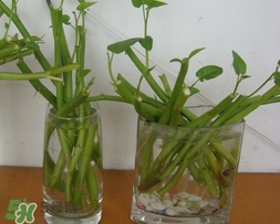 空心菜可以水養(yǎng)嗎？空心菜可以種在水里嗎