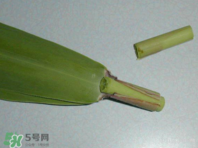 粽葉是蘆葦葉嗎？粽葉和蘆葦葉的區(qū)別