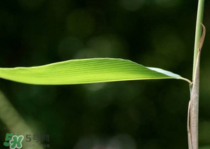 箬葉和粽葉有什么區(qū)別？箬葉是粽葉嗎？