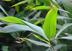 箬葉和粽葉有什么區(qū)別？箬葉是粽葉嗎？