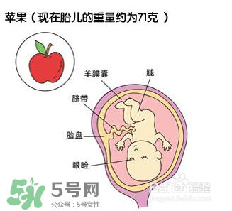 懷孕四個月需要做什么檢查？懷孕四個月胎兒圖
