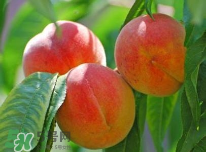孕婦能吃桃子嗎？孕婦吃桃子對胎兒好嗎？