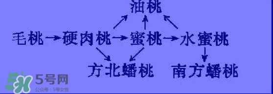 沒有毛的桃子叫什么？桃子毛為什么會癢？