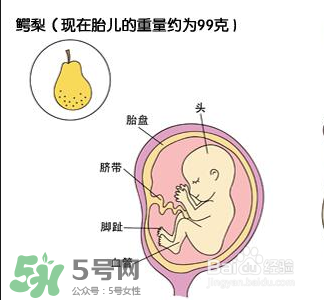 懷孕四個月需要做什么檢查？懷孕四個月胎兒圖