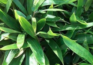 粽葉是什么植物的葉子？粽子葉是什么葉子？