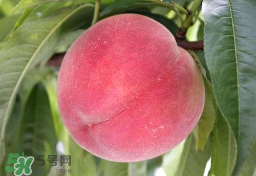 桃子的種類有哪些？哪種桃子最好吃？