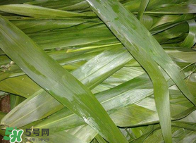 蘆葦葉包粽子之前要煮嗎？蘆葦葉煮多久？