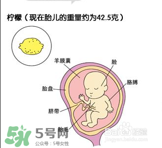 懷孕四個月需要做什么檢查？懷孕四個月胎兒圖