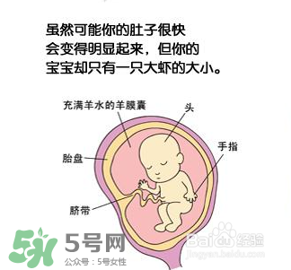 懷孕四個月需要做什么檢查？懷孕四個月胎兒圖