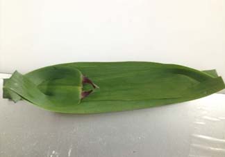 蘆葦葉怎么保存？蘆葦葉可以放冰箱嗎？