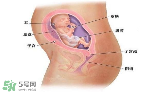 懷孕四個月需要做什么檢查？懷孕四個月胎兒圖