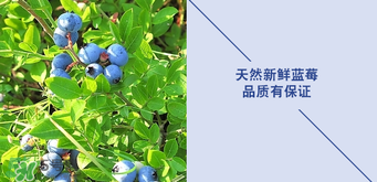 悠蜜藍莓利口酒保質(zhì)期是多久？悠蜜藍莓利口酒保質(zhì)期是幾年？