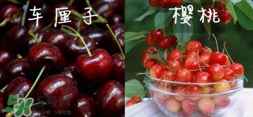 櫻桃和車?yán)遄佑惺裁磪^(qū)別？櫻桃和車?yán)遄幽膫€(gè)貴？