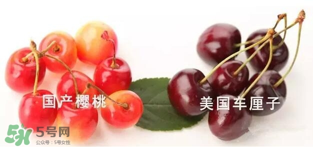 櫻桃和車?yán)遄佑惺裁磪^(qū)別？櫻桃和車?yán)遄幽膫€(gè)貴？