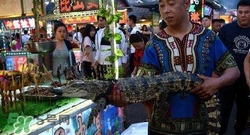鱷魚肉價格多少錢一斤？吃鱷魚犯法嗎？
