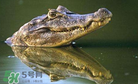 鱷魚是魚嗎？鱷魚是浮在水面上嗎？
