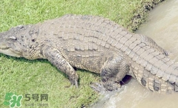 鱷魚是魚嗎？鱷魚是浮在水面上嗎？