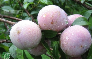 三華李是寒性還是熱性水果？三華李是涼性水果嗎