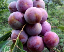 三華李是寒性還是熱性水果？三華李是涼性水果嗎