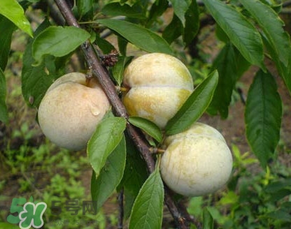 南華李什么時候成熟？南華李和三華李的區(qū)別