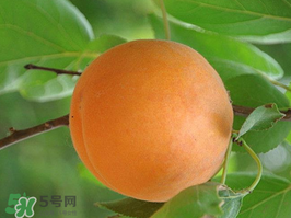 杏子不能和什么一起吃？杏子和什么不能同吃？