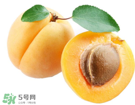 杏子幾月成熟？杏子什么時候成熟？