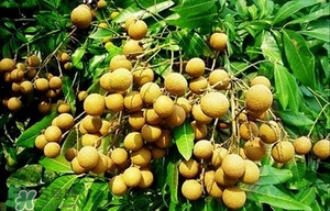 龍眼能放多久？龍眼能空腹吃嗎？