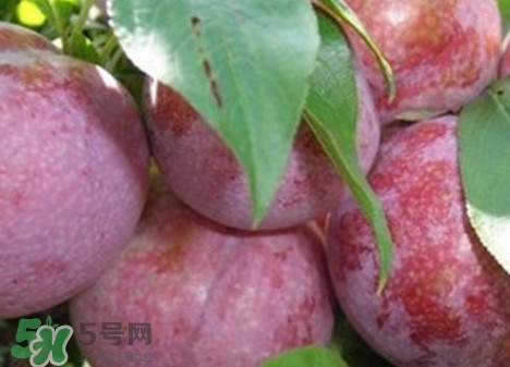 吃雙華李上火嗎？雙華李的功效與作用