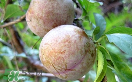 雙華李有什么營養(yǎng)？雙華李的營養(yǎng)價值