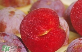 三華李可以和香蕉一起吃嗎？香蕉能和三華李一起吃嗎