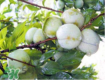 南華李什么時候成熟？南華李和三華李的區(qū)別