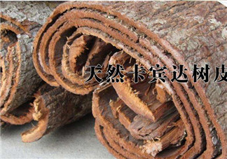 安哥拉樹皮能天天吃嗎？安哥拉樹皮天天吃可以嗎？